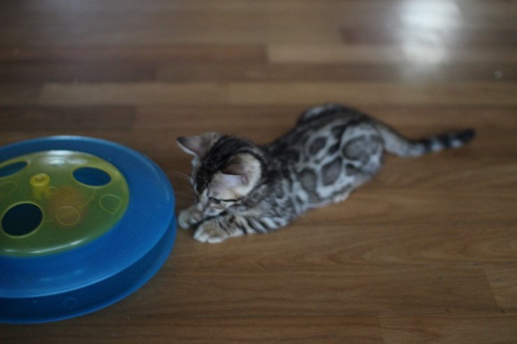 뱅갈고양이 남아 장난감이 이리도 좋을까??? 관련 이미지 4