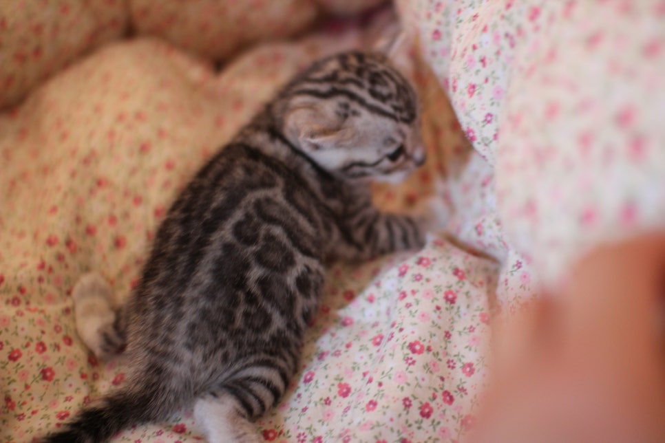 실버뱅갈고양이 여아 분양합니다~ 관련 이미지 6