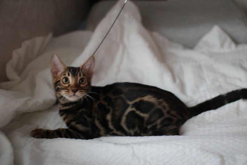 뱅갈고양이분양 반짝반짝 빛나는 모질에 아이들~ 관련 이미지 4