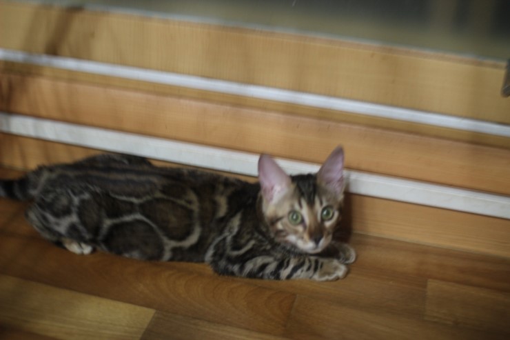 soyu "peace" 관련 이미지 1