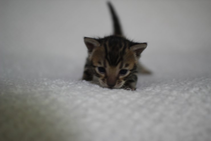 뱅갈고양이,뱅갈고양이 분양 여아 두아이 예약 분양 합니다~ 관련 이미지 23