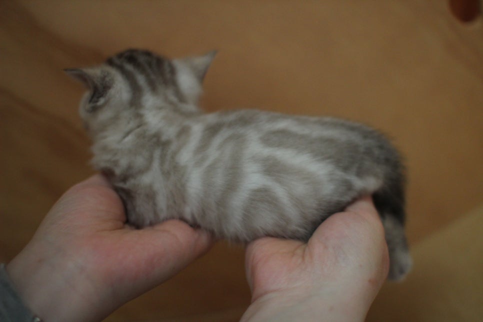 스노우뱅갈고양이 여아예요~ 관련 이미지 7