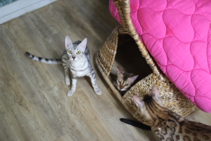 뱅갈고양이,뱅갈고양이분양,청소후 한컷~~~ 관련 이미지 1