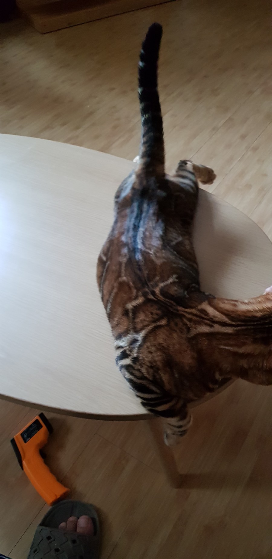 브라운 뱅갈고양이에 반짝이는 모질~ 관련 이미지 2