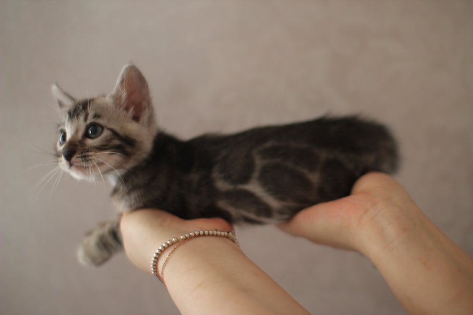 실버뱅갈고양이 남아 오늘 사진 찍었어요~ 관련 이미지 8