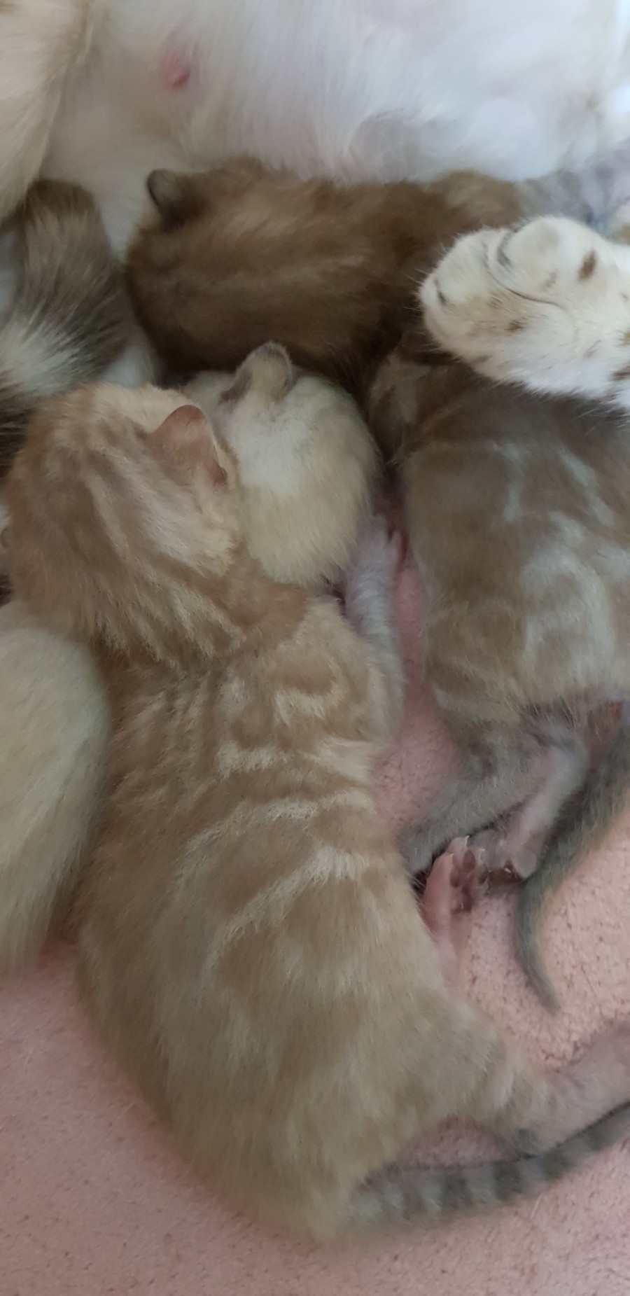 스노우뱅갈고양이 꼬물이들 엄마 곁에서 꿈나라로~ 관련 이미지 1