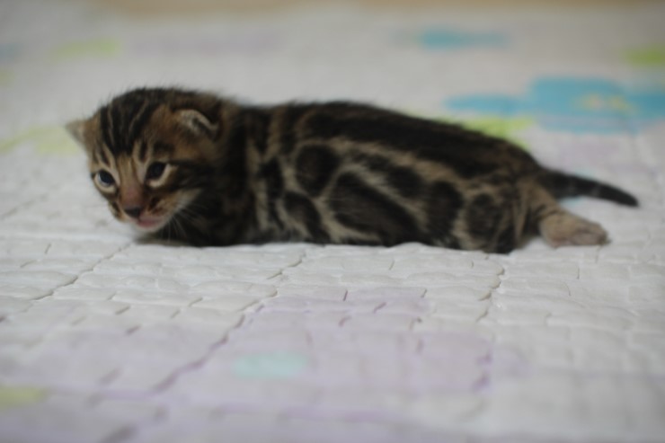 뱅갈고양이 빅로젯 남아 입니다~ 관련 이미지 5