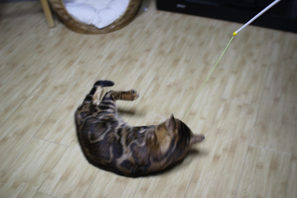 스파블 뱅갈고양이 블랙홀 오랜만에 한컷~ 관련 이미지 6