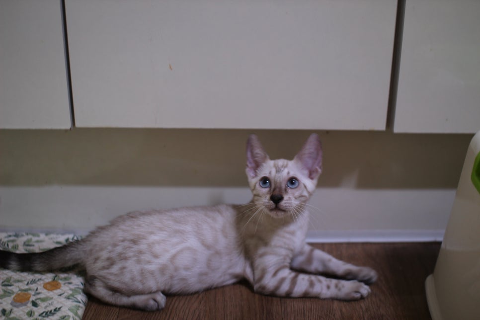 뱅갈고양이 분양중인 아이들~ 관련 이미지 8