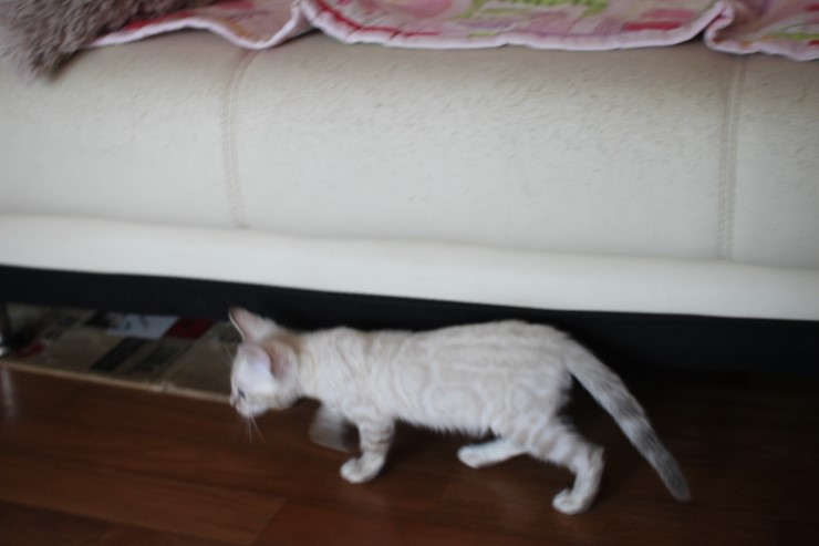 스노우뱅갈고양이 꼬맹이 깡패~ 관련 이미지 7