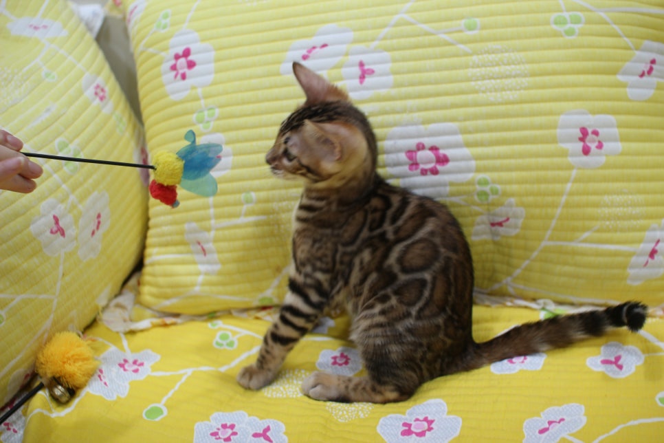 우량아 개냥이 브라운 뱅갈고양이 여아 분양해요~ 관련 이미지 6