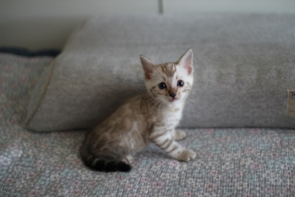 스노우뱅갈고양이 남아 분양해요~ 관련 이미지 2