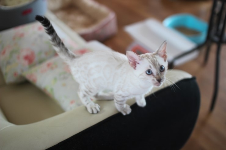 스노우 뱅갈고양이,실버 뱅갈고양이,브라운 뱅갈고양이 꼬맹이들~ 관련 이미지 6