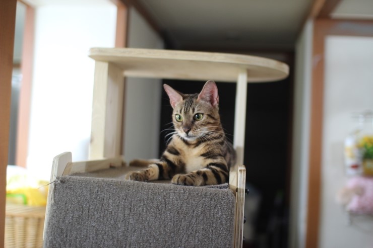 뱅갈고양이/벵갈고양이 아이들의 일상^^ 관련 이미지 2