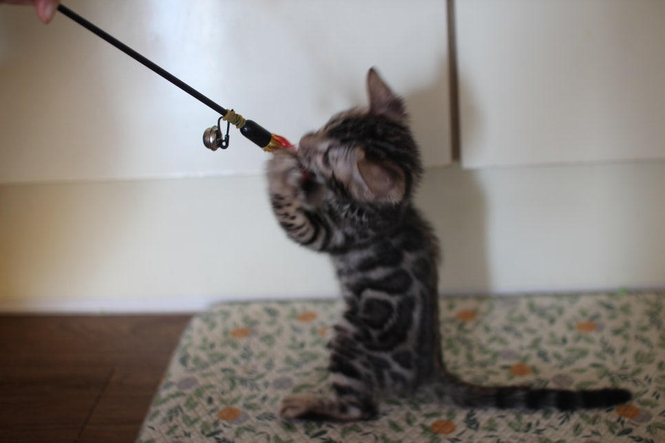 뱅갈고양이분양 행복 가득한 아이들 관련 이미지 16