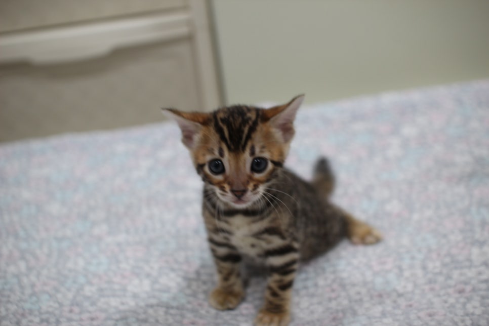 브라운뱅갈고양이 여아2 분양해요~ 관련 이미지 2