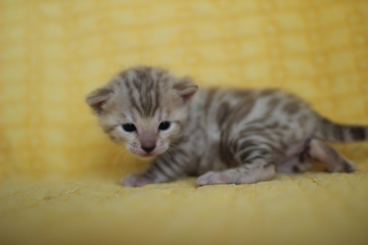 실밍크 스노우뱅갈고양이 분양 천사냥이 4남매 관련 이미지 17