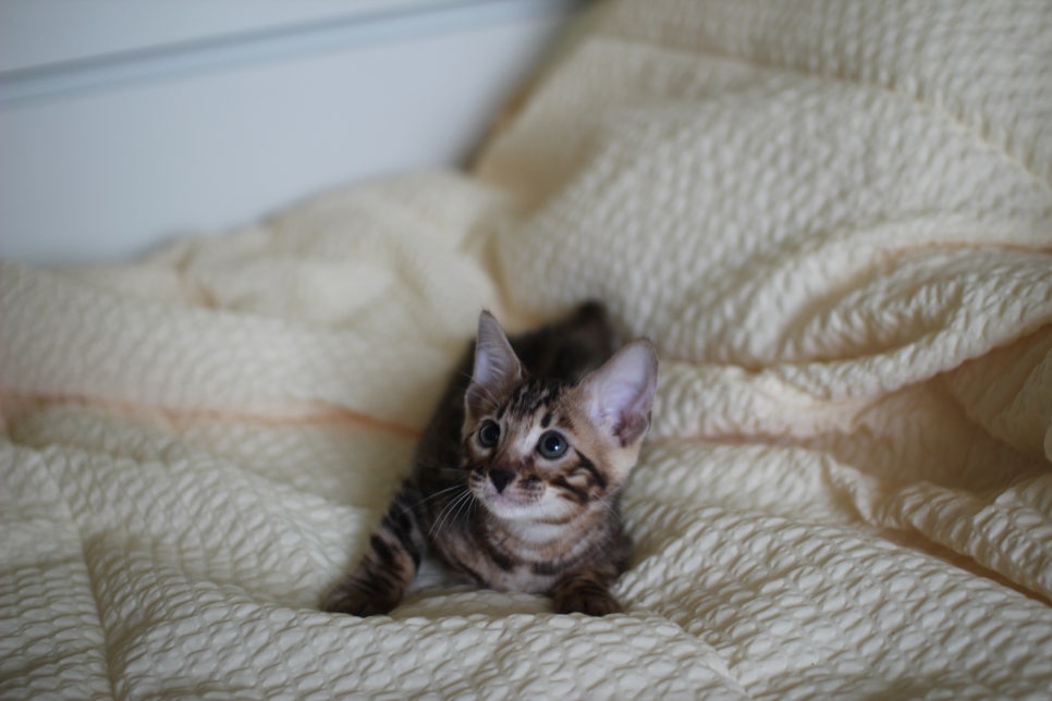 뱅갈고양이 막둥이 분양해요~ 관련 이미지 3