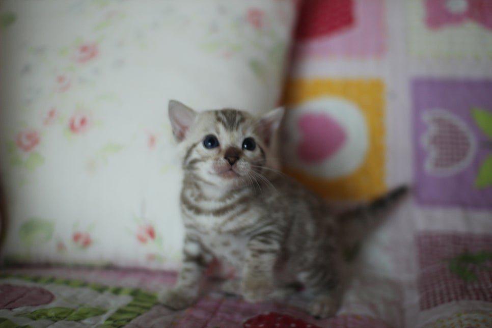 앙증,깜찍 스노우 뱅갈고양이 꼬맹이들~~ 관련 이미지 17