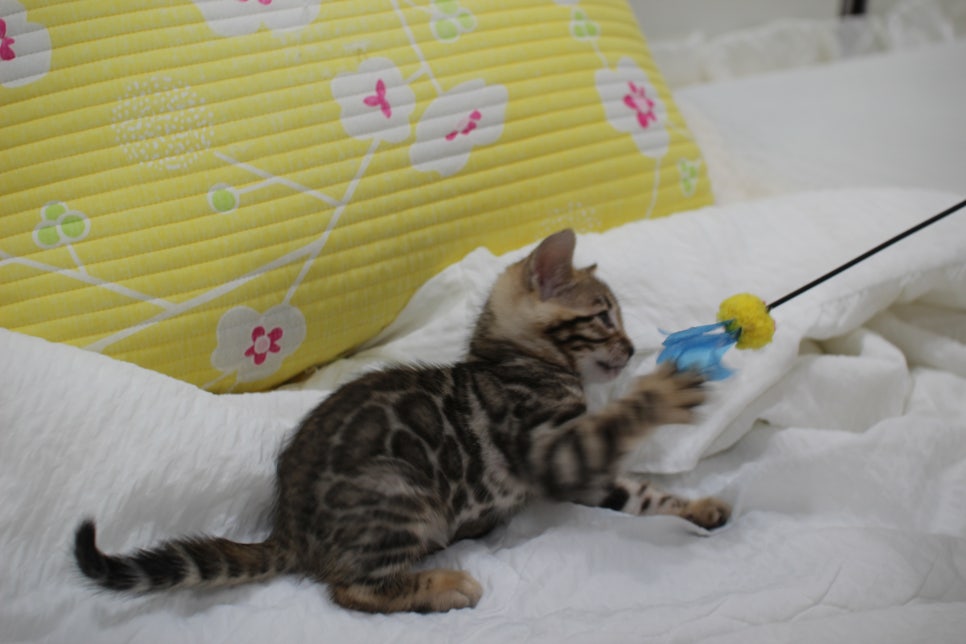 뱅갈고양이 남아3 분양해요~ 관련 이미지 6