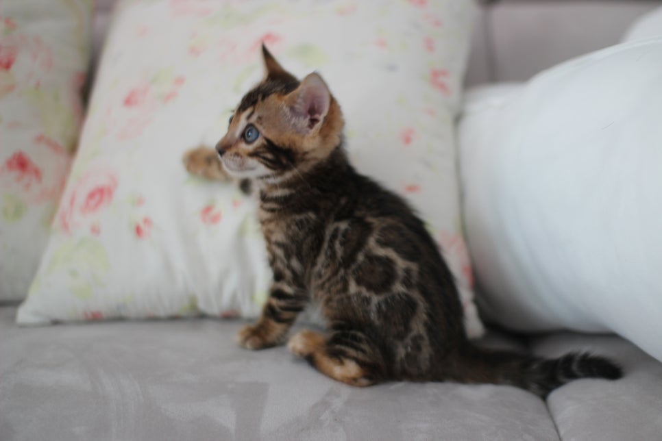 브라운뱅갈고양이 남아 분양해요~ 관련 이미지 2