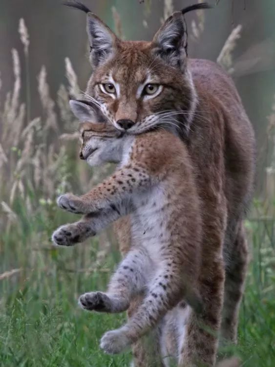 아름다운 동물들에 모성애~ 관련 이미지 2