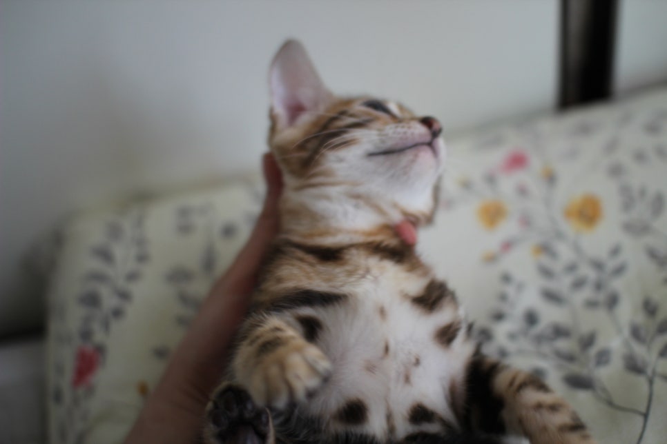 애교만점 개냥이 뱅갈고양이 남아 순둥군 분양해요~ 관련 이미지 7