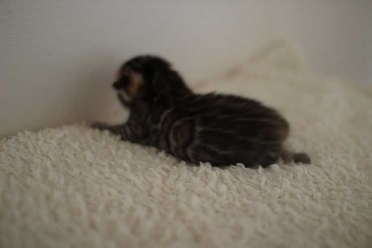 곰돌이가 되가는 녀석~ 관련 이미지 4