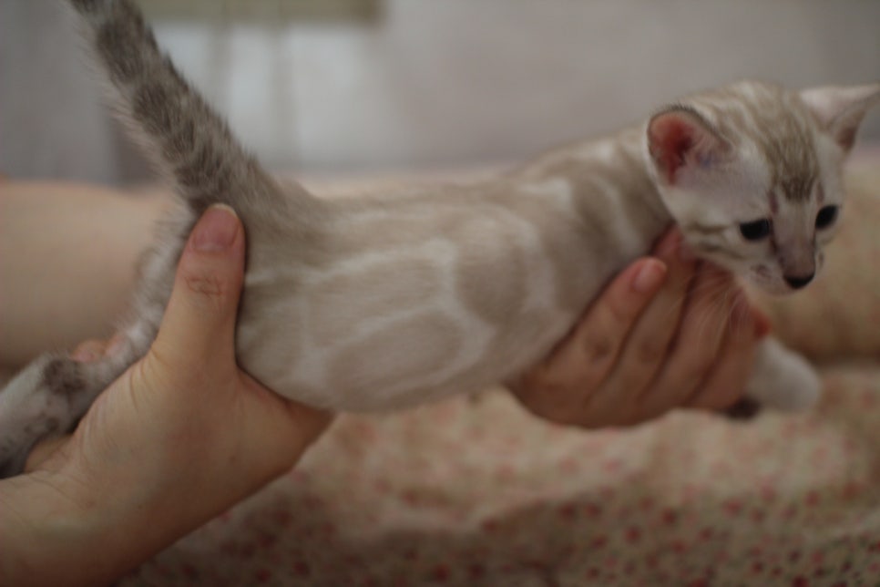 뱅갈고양이분양 스노우 삼남매에 화려한 무늬 보세요. 관련 이미지 1