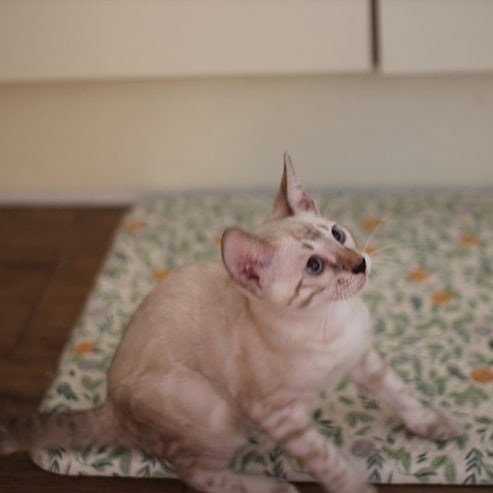 강아지니? 고양이니? 관련 이미지 1