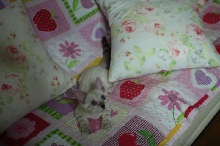 스노우뱅갈고양이 여아들 이쁘고 건강히 성장하고 있어요~ 관련 이미지 8