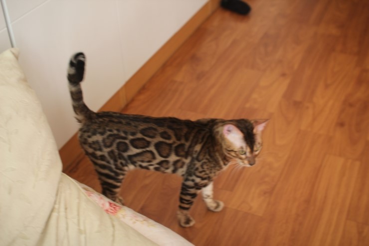 소유캐터리 뱅갈고양이 종묘 골든레인 입니다~ 관련 이미지 1