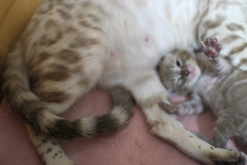 밍크차콜 뱅갈고양이 꼬물이에 사랑스러운 모습~ 관련 이미지 5