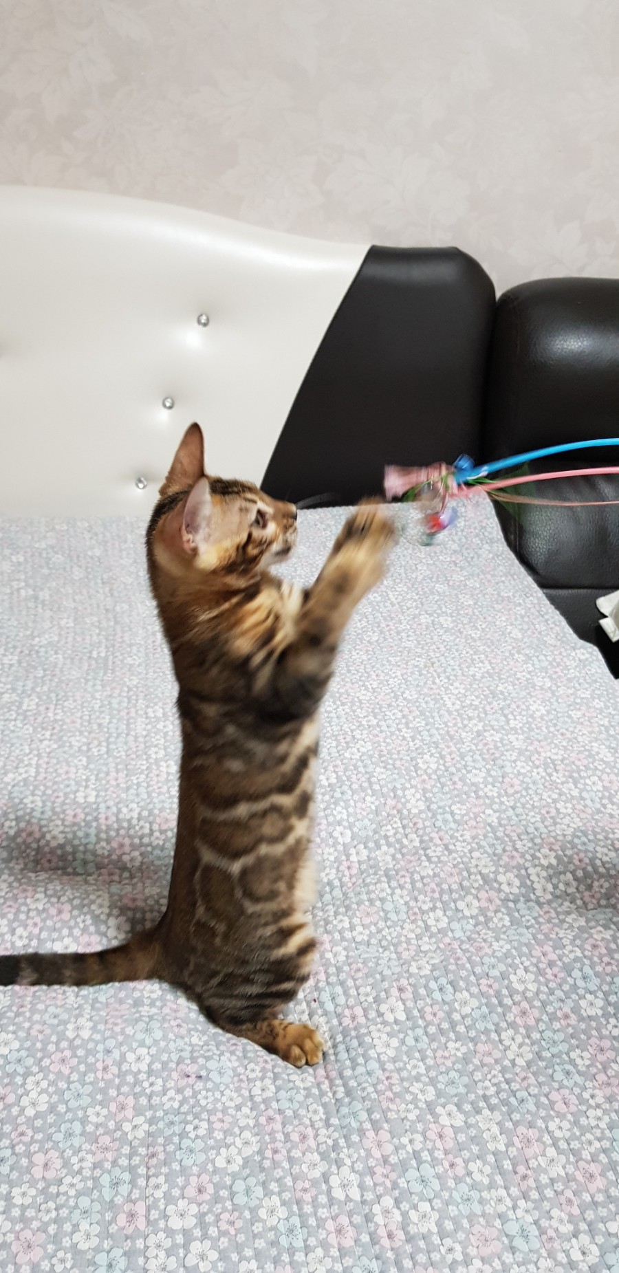 브라운 뱅갈고양이 여아 분양해요~ 관련 이미지 4