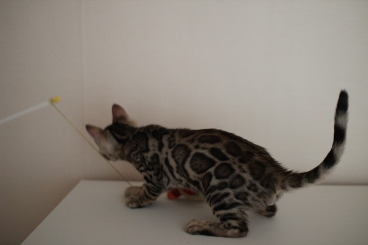 뱅갈고양이 남아 동글이 분양해요~^^ 관련 이미지 5