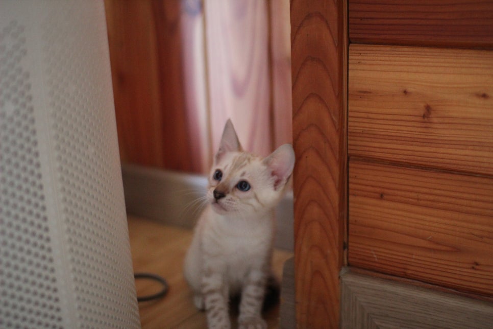 뱅갈고양이분양 매혹적인 파란눈 스노우 아이들. 관련 이미지 4