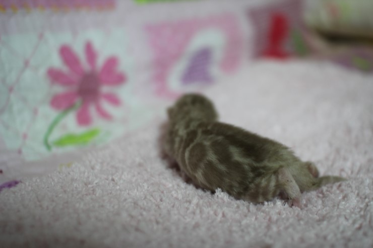 소유뱅갈고양이 캐터리 출산소식 관련 이미지 8