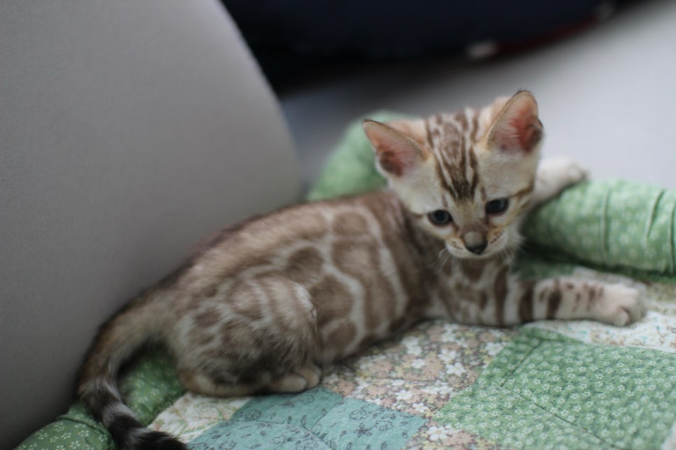 슈퍼 개냥이 실밍크뱅갈고양이 남아 분양해요~ 관련 이미지 1