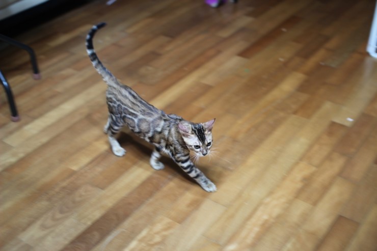 뱅갈고양이 키퍼 남아 gsw 입니다^^ 관련 이미지 1