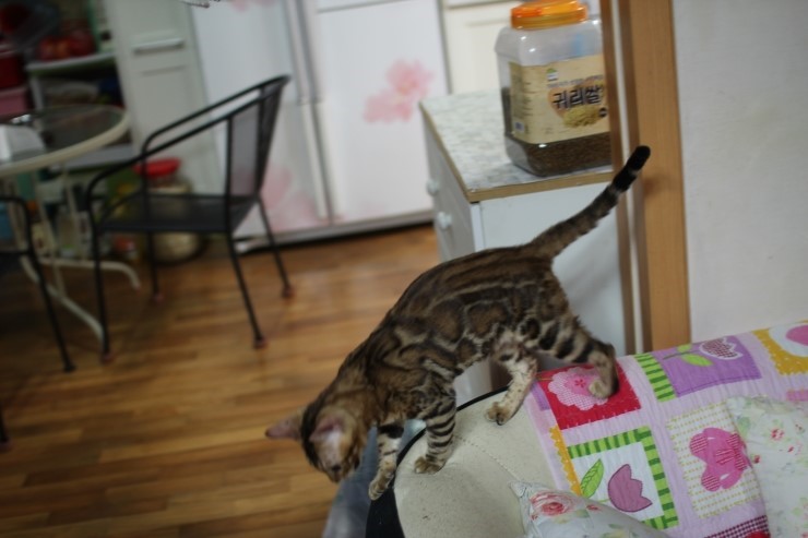 뱅갈고양이 남아 soyu gsw 관련 이미지 5