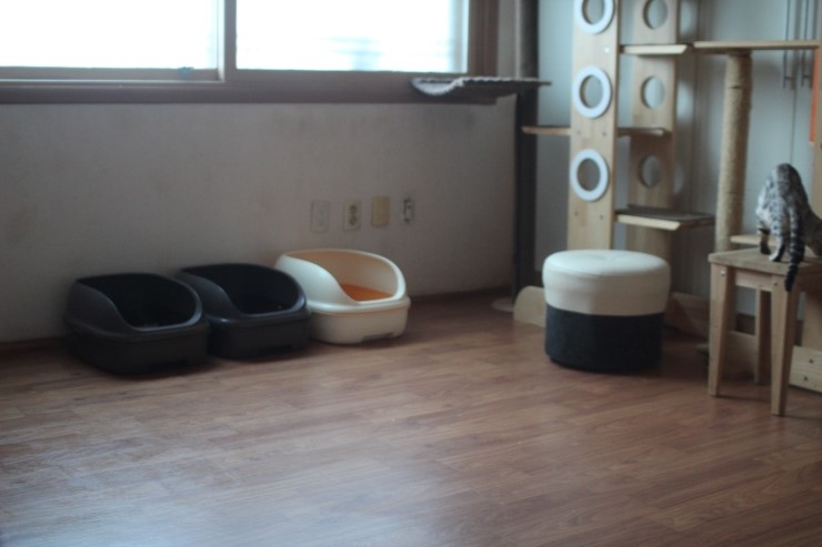 뱅갈고양이 여아들 방이예요~ 관련 이미지 6