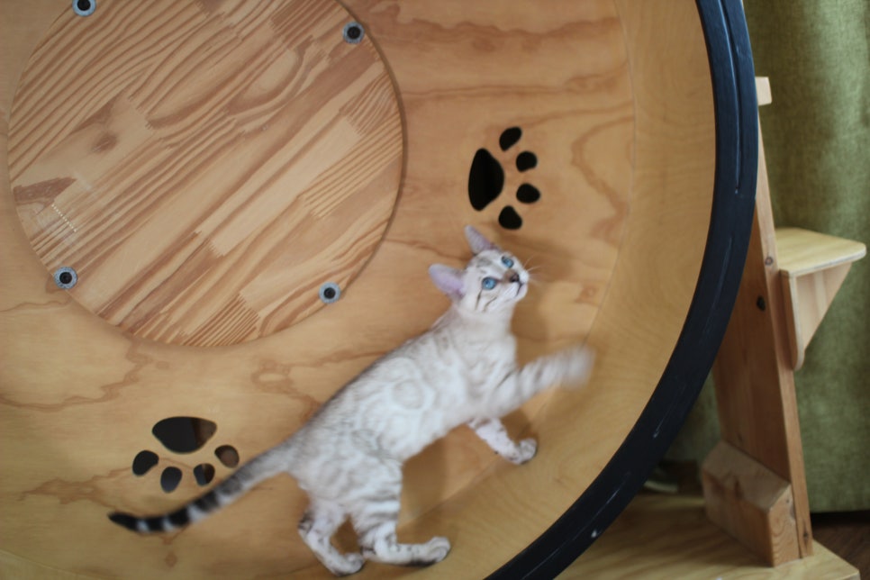 분양중인 스노우뱅갈고양이 남매예요~ 관련 이미지 24