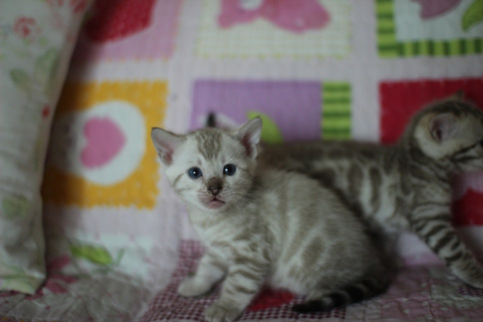 앙증,깜찍 스노우 뱅갈고양이 꼬맹이들~~ 관련 이미지 22