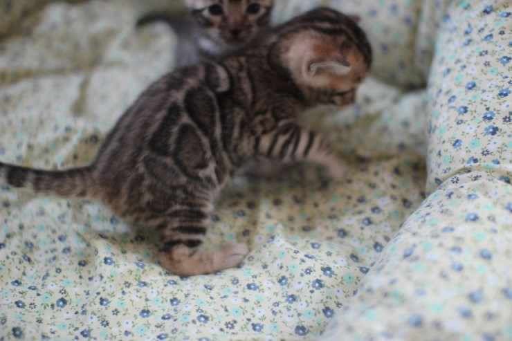뱅갈고양이 꼬맹이들 많이 컸습니다^^ 관련 이미지 20