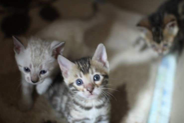 뱅갈고양이 꼬맹이들 많이 컸어요~ 관련 이미지 3