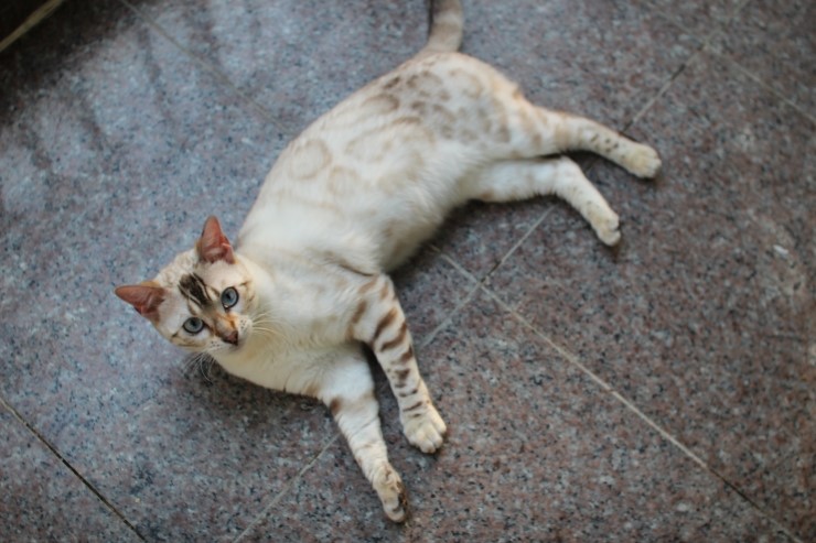 뱅갈고양이 키나와 스텔라 입니다~ 관련 이미지 4