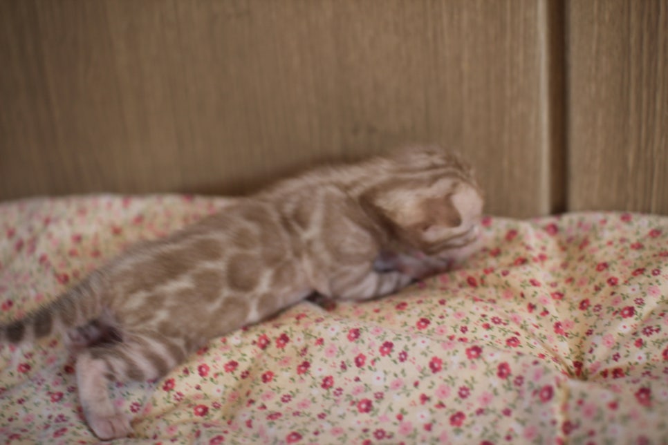 실밍크뱅갈고양이 여아 분양해요~ 관련 이미지 3