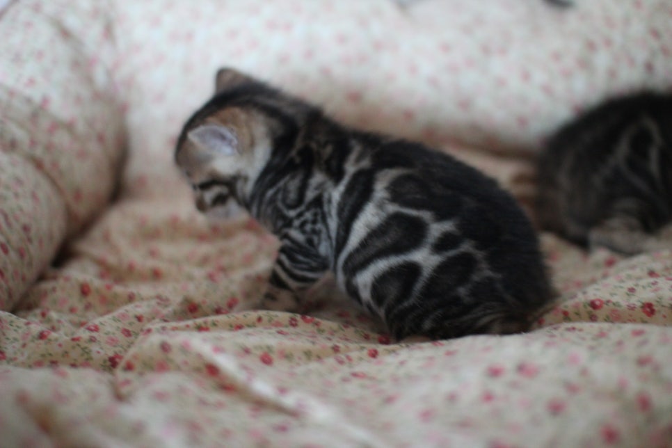 뱅갈고양이 꼬맹이들 사진전 ㅎㅎ 관련 이미지 18