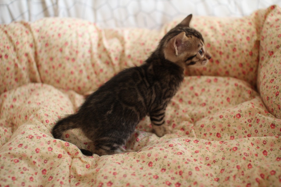 브라운 여아1 분양합니다~ 관련 이미지 2