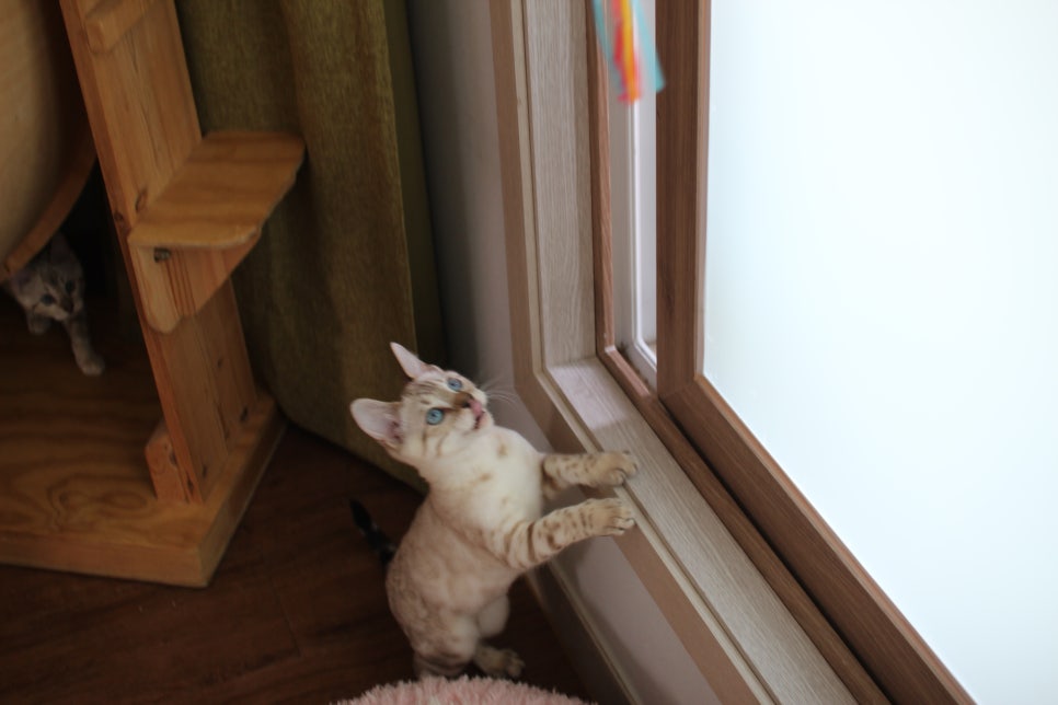 분양중인 스노우뱅갈고양이 남매예요~ 관련 이미지 10